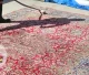 Rug Dusting Process Florida